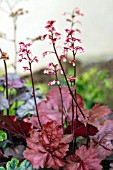 HEUCHERA FIRE CHIEF