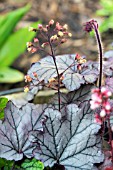 HEUCHERA SPELLBOUND