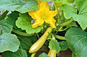 COURGETTE ZEPHYR