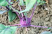 KOHL RABI KOLIBRI