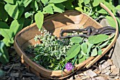 TRUG OF FRESHLY PICKED HERBS