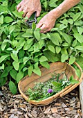 CUTTING FRESH HERBS