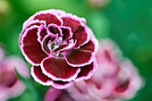 DIANTHUS FRODO