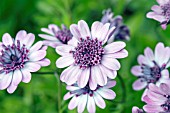 OSTEOSPERMUM FLOWER POWER