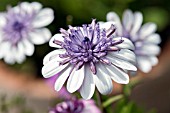 OSTEOSPERMUM FLOWER POWER