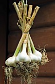 DRYING GARLIC BULBS