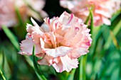 DIANTHUS CARYOPHYLLUS SOUPER TROUPER