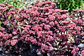 SEDUM TELEPHIUM BON BON