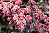 SEDUM TELEPHIUM PURPLE EMPEROR