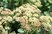 SEDUM SUNKISSED