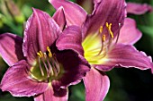 HEMEROCALLIS LITTLE LASSIE