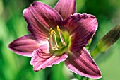 HEMEROCALLIS LITTLE LASSIE