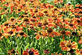 HELENIUM WYNDLEY