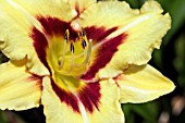 HEMEROCALLIS EL DESPERADO