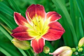 HEMEROCALLIS CHRISTMAS ISLAND