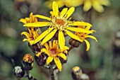 LIGULARIA OSIRIS FANTASIE