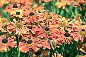 HELENIUM GOLDACKZWERG