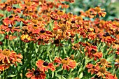 HELENIUM GOLDACKZWERG