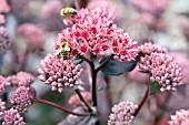 SEDUM BON BON