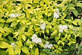 SPIRAEA JAPONICA WHITE GOLD