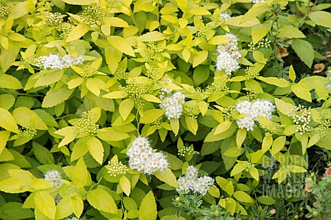 SPIRAEA_JAPONICA_WHITE_GOLD