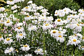 LEUCANTHEMUM SUPERBUM PHYLLIS SMITH