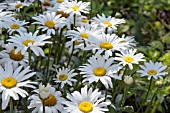 LEUCANTHEMUM MAXIMA