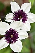 CLEMATIS FLORIDA SIEBOLDII