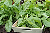 SPINACH LAZIO