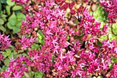 SEDUM SPURIUM VOODOO