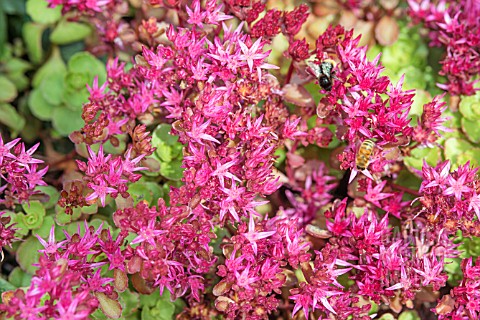 SEDUM_SPURIUM_VOODOO