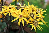 LIGULARIA DENTATA BRITT- MARIE CRAWFORD