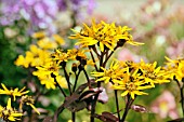 LIGULARIA DENTATA BRITT- MARIE CRAWFORD