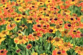 HELENIUM WALDTRAUT