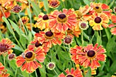 HELENIUM WALDTRAUT