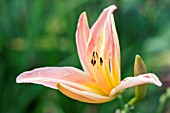 HEMEROCALLIS PINK DREAM