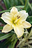 HEMEROCALLIS ICE CARNIVAL