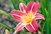 HEMEROCALLIS CHERRY CHEEKS