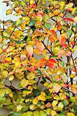 VIBURNUM CARLESII IN AUTUMN