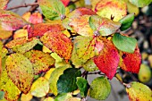 VIBURNUM CARLESII IN AUTUMN