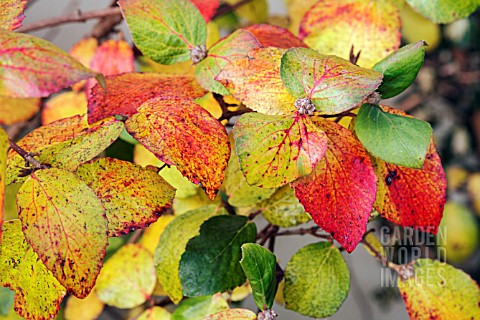 VIBURNUM_CARLESII_IN_AUTUMN