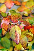 VIBURNUM CARLESII IN AUTUMN