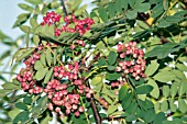 SORBUS HUPHENSIS PINK PAGODA