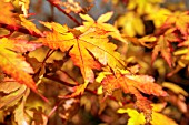 ACER PALMATUM SANGO-KAKU