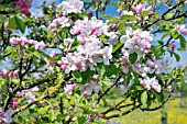 BLOSSOM ON APPLE SUNSET