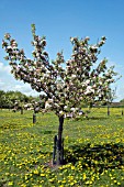 APPLE SUNSET IN BLOSSOM