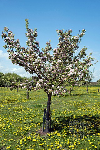 APPLE_SUNSET_IN_BLOSSOM