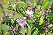 BLOSSOM ON APPLE ELLISONS ORANGE