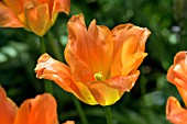 TULIPA ORANGE EMPEROR