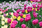 TULIP BORDER